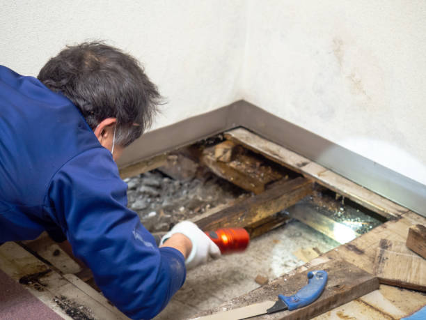 Best Local Mold Removal Service  in Fillmore, UT