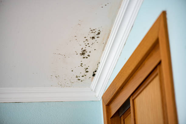 Best Mold Cleaning Services  in Fillmore, UT