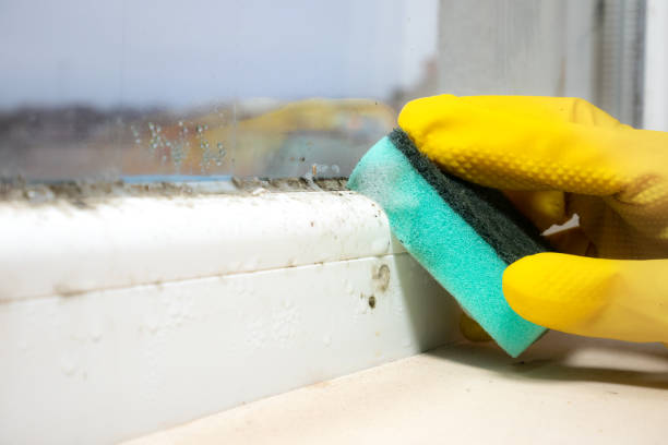 Best Office Mold Removal Services  in Fillmore, UT