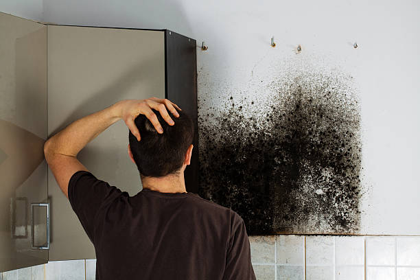 Best Mold Testing  in Fillmore, UT