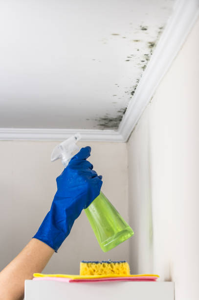 Professional Mold Removal in Fillmore, UT