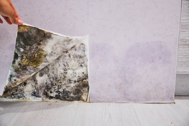 Best Emergency Mold Removal  in Fillmore, UT